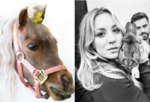 《生活大爆炸》侏儒马去世!凯莉库柯发文:我们爱你,菲欧娜公主 《生活大爆炸》侏儒马去世!凯莉库柯发文:我们爱你,菲欧娜公主